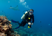 The Submerged Paradise: Why Scuba Diving in Havelock is World-Class Best scuba diving in Andaman